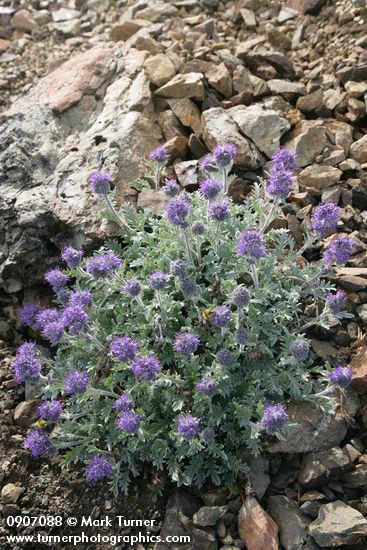 Phacelia sericea
