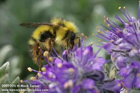 Phacelia sericea; Bombus mixtus