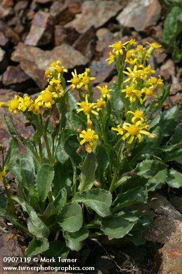 Senecio elmeri
