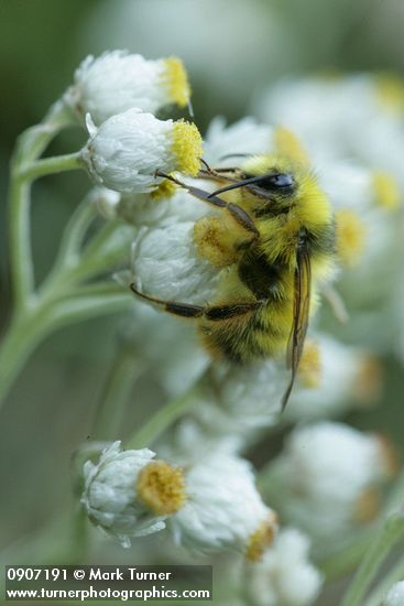 Anaphalis margaritacea; Bombus mixtus