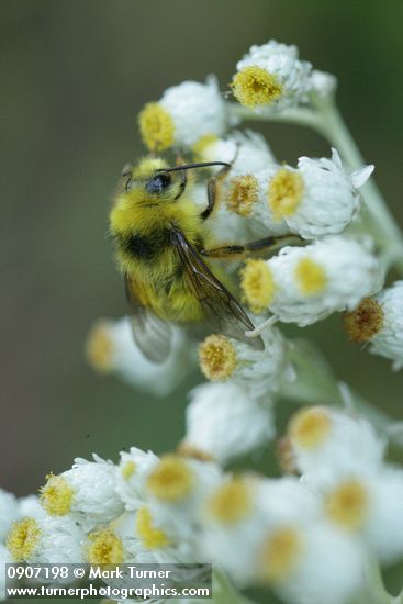 Anaphalis margaritacea; Bombus mixtus