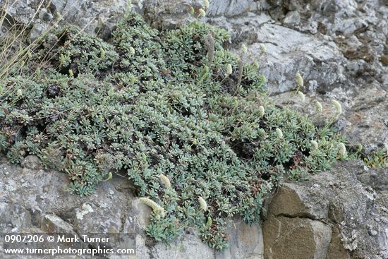 Petrophyton cinerascens