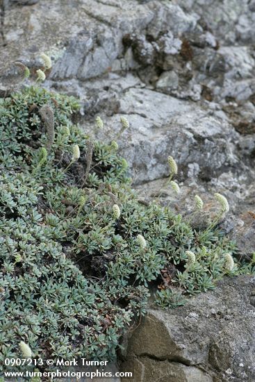 Petrophyton cinerascens