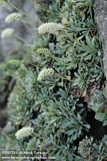 Petrophyton cinerascens