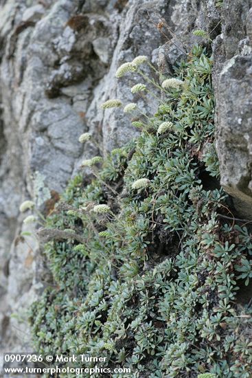 Petrophyton cinerascens