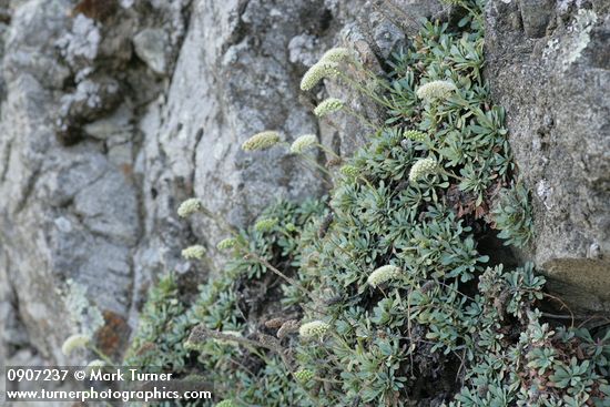Petrophyton cinerascens