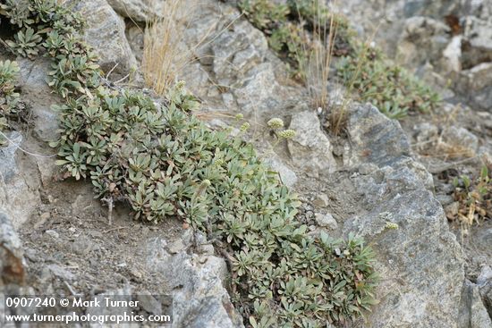 Petrophyton cinerascens