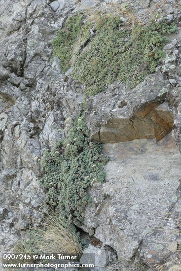 Petrophyton cinerascens