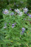Great Northern Asters