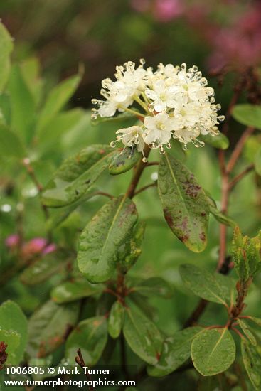 Rhododendron columbianum (Ledum glandulosum)
