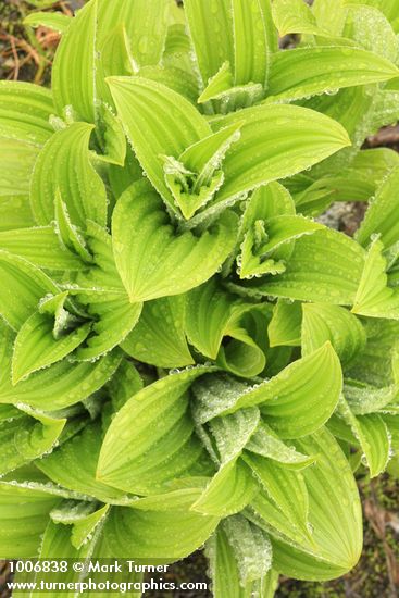 Veratrum viride