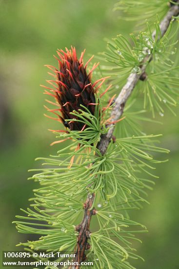 Larix lyallii