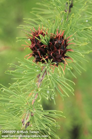 Larix lyallii