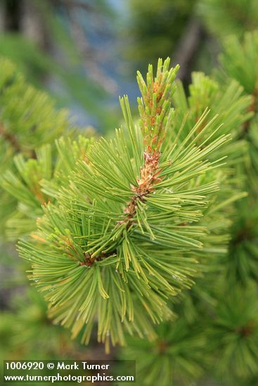 Pinus albicaulis