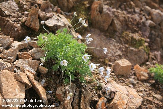 Anemone drummondii