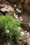 Alpine Anemone