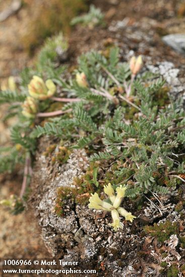 Oxytropis campestris var. cusickii