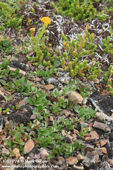 Salix nivalis; Solidago multiradiata; Phyllodoce empetriformis