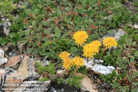 Sedum lanceolatum; Salix nivalis; Sibbaldia procumbens