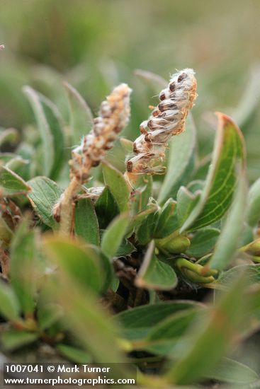 Salix cascadensis