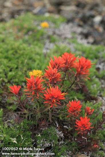 Castilleja rupicola