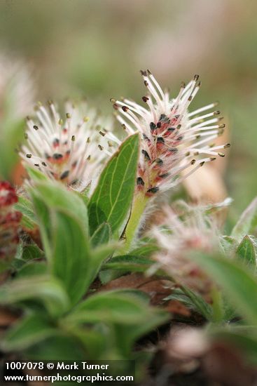 Salix cascadensis