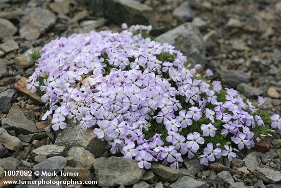 Phlox diffusa