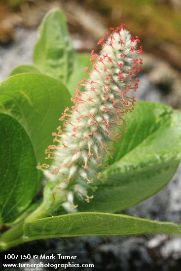Salix arctica