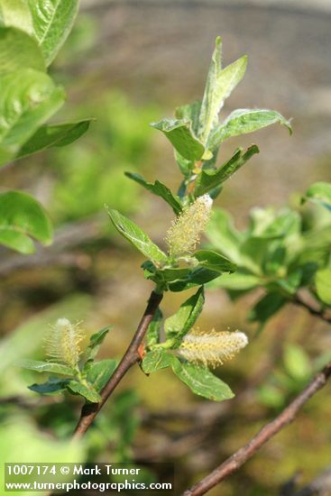 Salix glauca
