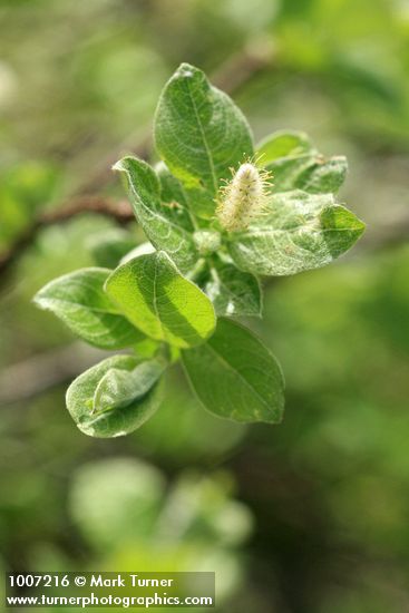 Salix barclayi