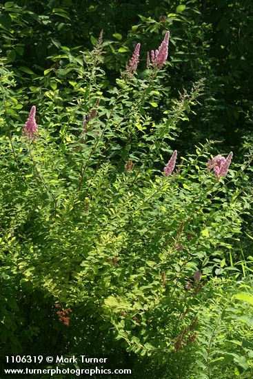 Spiraea douglasii