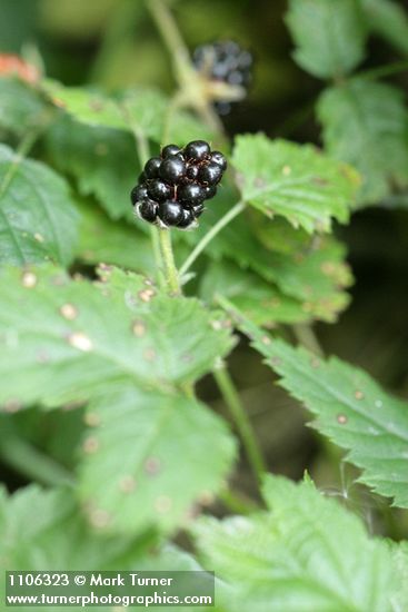 Rubus ursinus