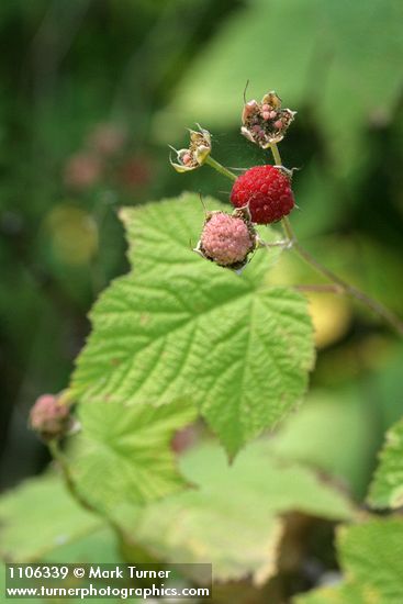 Rubus parviflorus