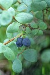 Bog Blueberry fruit & foliage