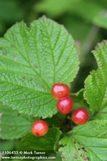 Viburnum edule