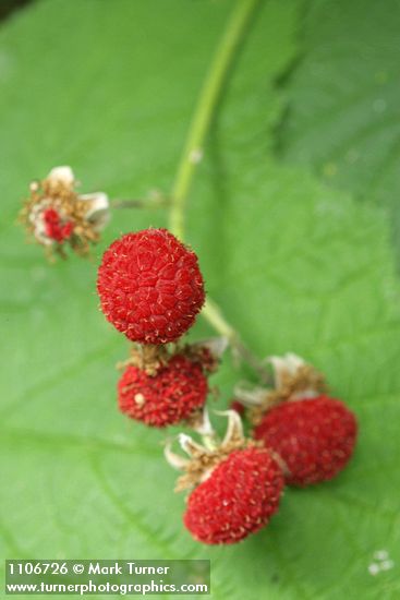 Rubus parviflorus