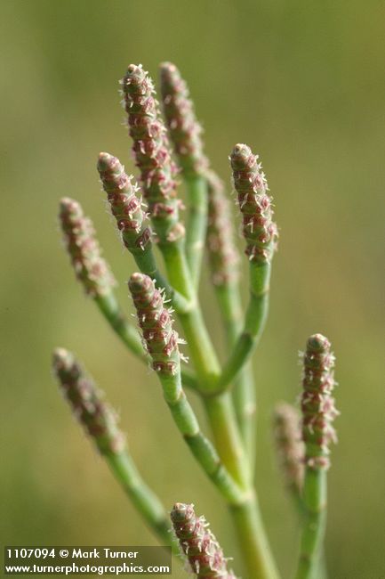 Sarcocornia perennis