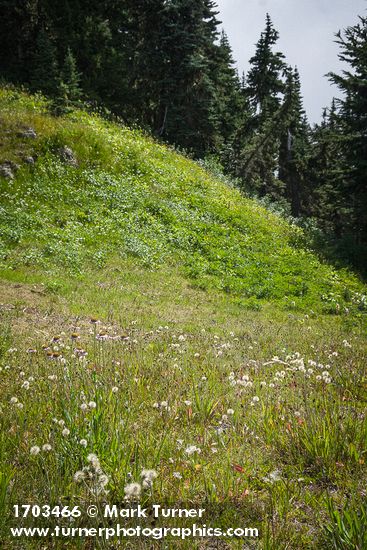 Hieracium triste; Erigeron glacialis