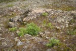 Dwarf Subalpine Firs on rocky slope
