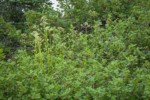 Sitka Valerian, in seed, among Mapleleaf Currant foliage