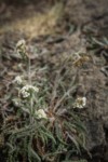 Common Yarrow, drying foliage on rocky slope