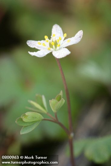 Enemion stipitatum (Isopyrum stipitatum)
