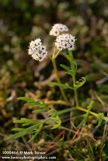Lomatium piperi