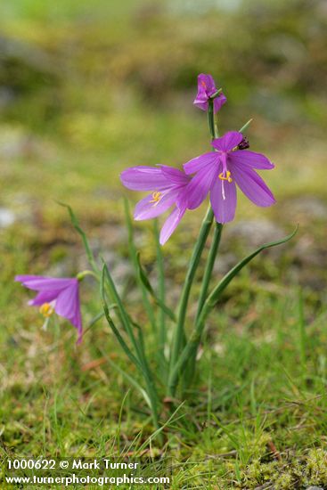 Olsynium douglasii