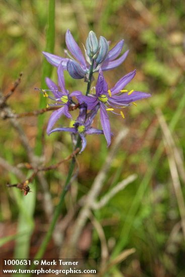 Camassia quamash