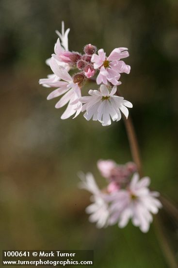 Lithophragma parviflorum