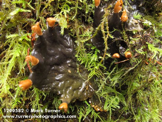 Peltigera membranacea; Isothecium myosuroides