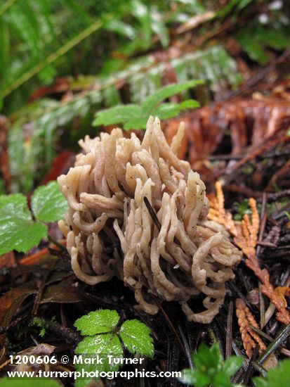 Clavulina cinerea