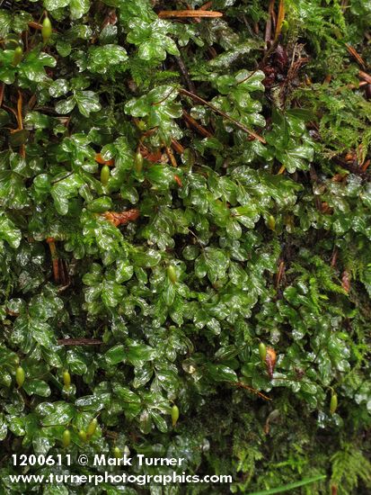 Rhizomnium glabrescens