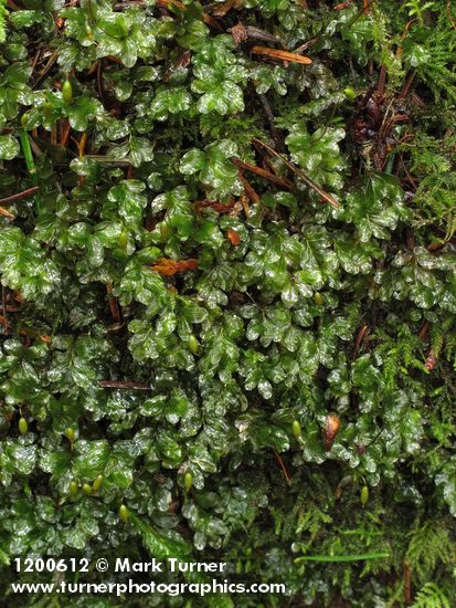 Rhizomnium glabrescens